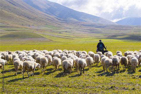 Foto di un pastore con un gregge di pecore in un paesaggio collinare