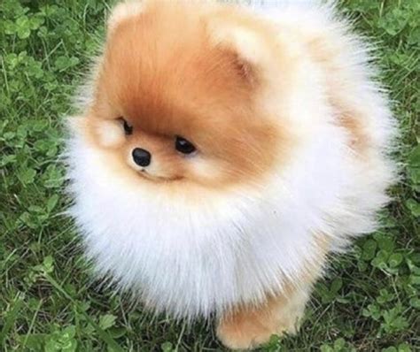 Illustrazione di un cucciolo di Volpino di Pomerania con pedigree