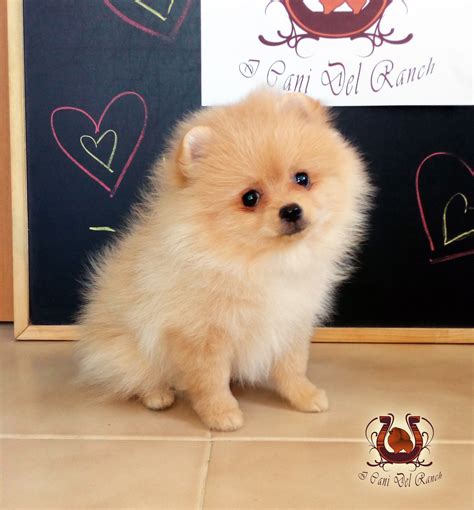 Foto di cuccioli di Volpino di Pomerania disponibili presso un allevamento