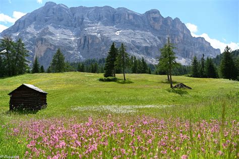 prati fioriti dell'Armentara con sullo sfondo le cime dolomitiche