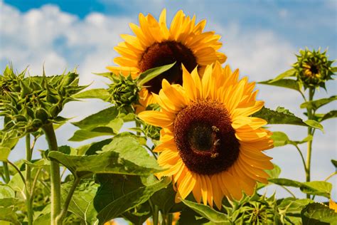 Foto ravvicinata di un girasole che segue il movimento del sole