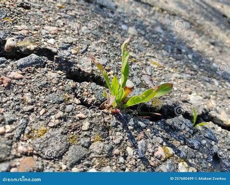 rappresentazione simbolica della vita come dono prezioso: un germoglio o il respiro della creazione