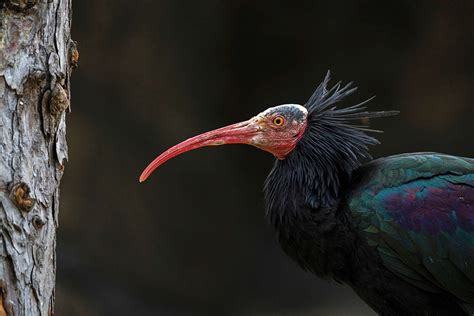 illustrazione scientifica ibis eremita con dettagli del becco e della testa