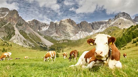 Veduta panoramica del santuario Porcikomodi con i pascoli e le aree boschive dedicate agli animali