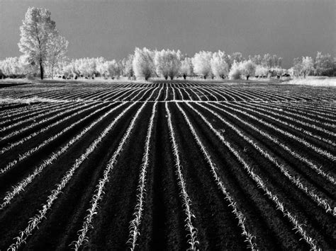 Foto di un paesaggio friulano in bianco e nero scattata da Elio Ciol, che mostra la maestria dell'artista nel catturare la luce e l'atmosfera locale.