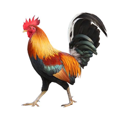 Immagine stilizzata di un gallo d'oro o di un premio giornalistico