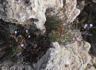 Illustrazione dettagliata di Limonium lanfrancoi, evidenziando i tratti vegetativi e riproduttivi distintivi.