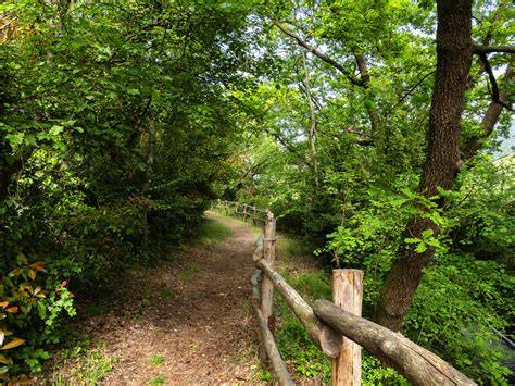 Foto panoramica del sentiero nel bosco che porta alla baita Simonelli, con il torrente Dombastone in primo piano