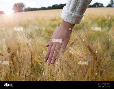 Dettaglio di mani intrecciate con piume d'aquila e spighe di grano