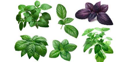 illustrazione delle diverse varietà di basilico