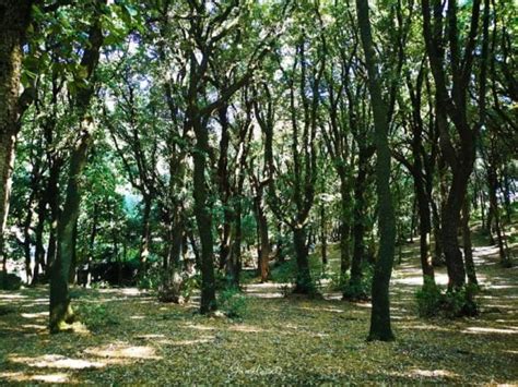 Veduta panoramica di Monteluco e il bosco sacro