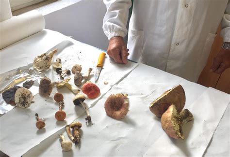 Illustrazione di un micologo che ispeziona funghi per la certificazione