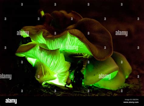 Foto di un rosario luminoso al buio che emette una delicata luce verde o blu