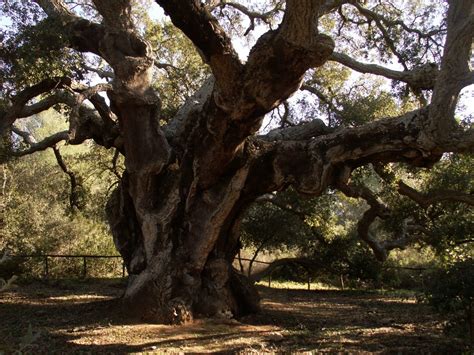 Esemplare di Quercus suber nel Bosco di Santo Pietro