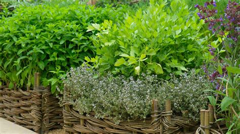 Immagine ravvicinata di piante aromatiche e officinali coltivate nella fattoria erbacea