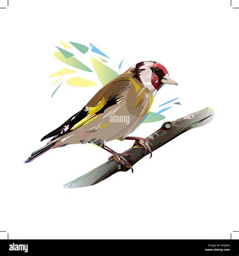 Cardellino, illustrazione dettagliata