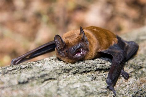 Immagine di un animale notturno (es. pipistrello o gufo) disturbato dalla luce artificiale.