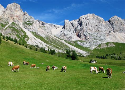 Escursionisti sui sentieri di Velika Planina con mucche al pascolo in un paesaggio verde
