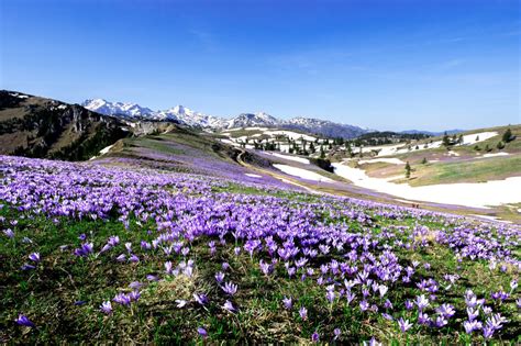Velika Planina in primavera con distese fiorite di crocus viola