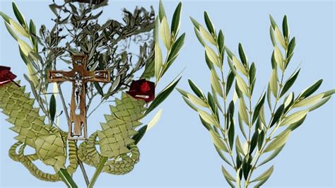Illustrazione del simbolo dell'ulivo per la pace e la riconciliazione