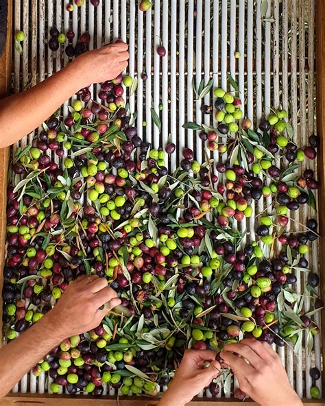 Schema del processo di estrazione a freddo delle olive