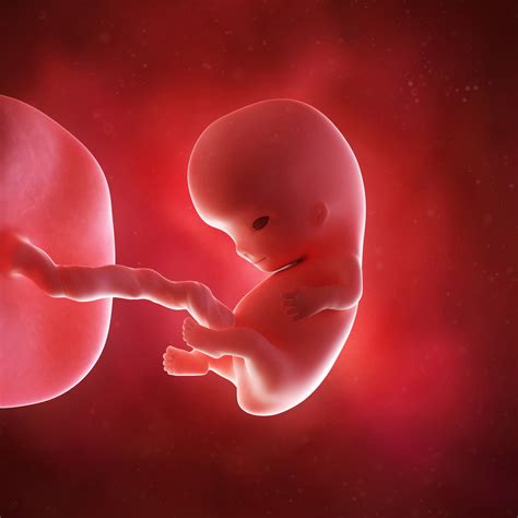 Immagine stilizzata di un feto protetto, a simboleggiare la sacralità della vita fin dal concepimento.