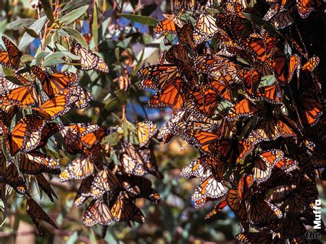 Milioni di farfalle Monarca sugli alberi di Oyamel in Messico