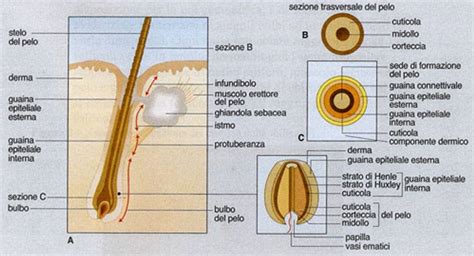 schema che illustra il funzionamento della depilazione laser sul follicolo pilifero