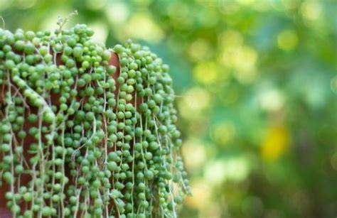 Foto ravvicinata di Senecio rowleyanus che mostra le foglie sferiche con le caratteristiche finestre traslucide per la fotosintesi
