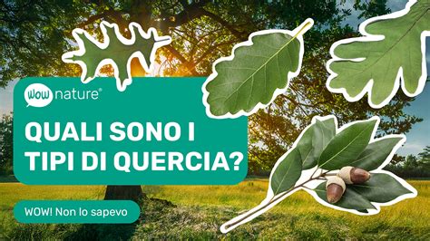 Fotografia di un habitat di quercia minacciato dal progetto solare di Coyote Creek