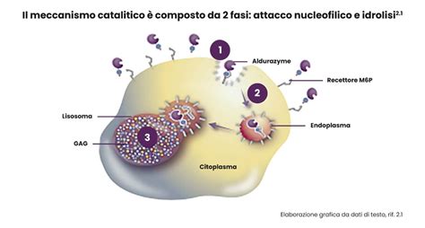 Infografica: Meccanismo d'azione del Papavero della California sul cervello