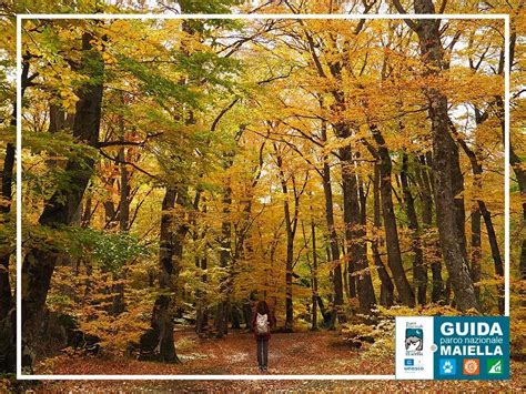 Sentiero immerso nella fitta vegetazione del Bosco di Sant'Antonio in autunno