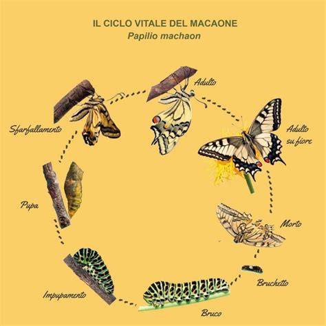 Illustrazione simbolica di un bruco che si trasforma in una farfalla, rappresentando la metamorfosi