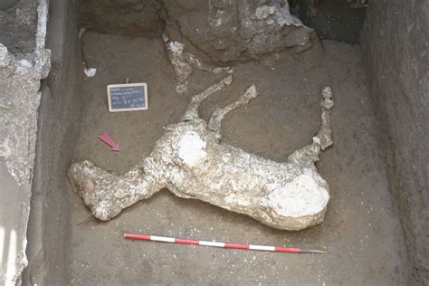 Foto del calco in gesso del cavallo rinvenuto a Civita Giuliana