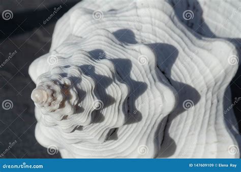 Conchiglia bianca con spirale destrorsa, simbolo buddhista