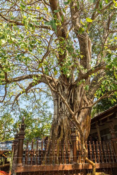 Foto dell'Albero della Bodhi, sacro nel Buddhismo