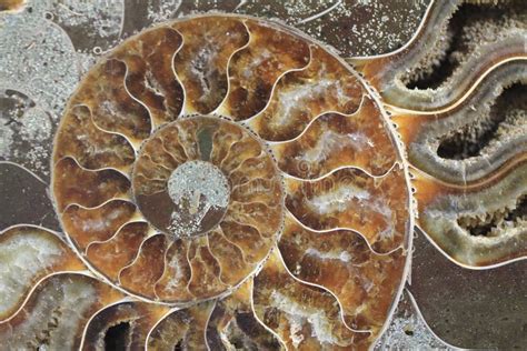 Dettaglio di ammoniti fossili visibili nelle venature del marmo rosso presente nel Duomo di Modena