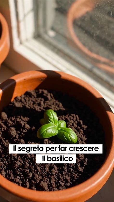 Schema di semina del basilico in vaso e piena terra