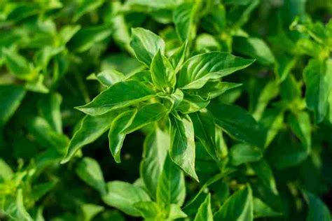 Coltivazione di microgreens di basilico al limone