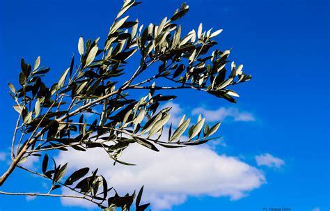 Immagine della benedizione delle palme e dei ramoscelli d'ulivo