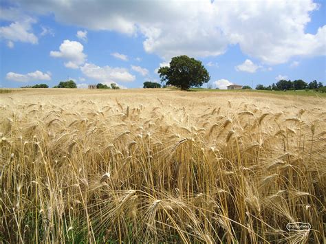 Campo di grano antico con molino tradizionale