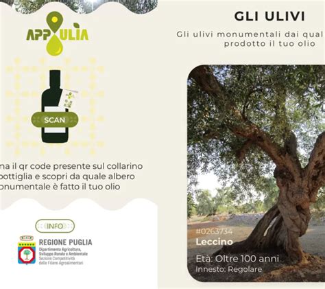 Infografica sulla tracciabilità dell'olio d'oliva