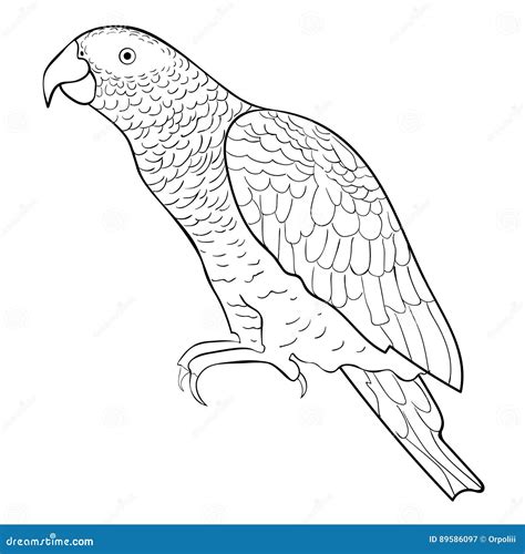 Illustrazione di Jaco