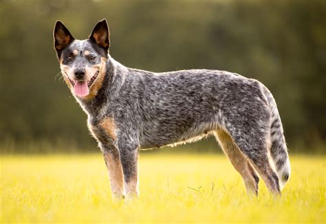 Australian Cattle Dog adulto in un ambiente rurale o durante il lavoro