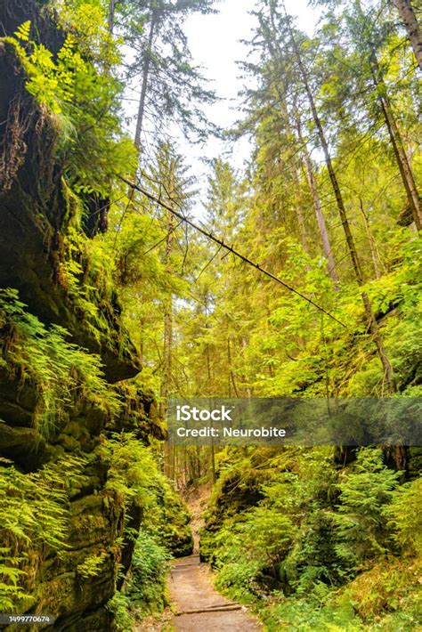 Sentiero escursionistico immerso in una fitta foresta con grandi felci, Blue Mountains