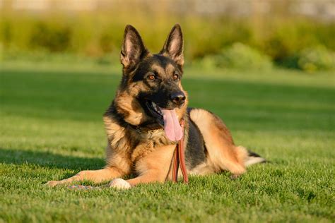 Foto di un cane o gatto ben curato dopo un servizio di toelettatura professionale