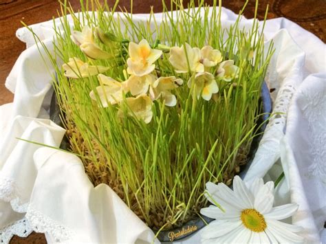 Germogli di grano cresciuti al buio in un piattino, con aspetto bianco-giallo