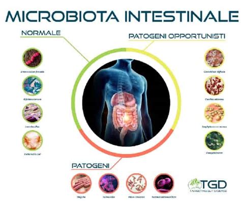 Infografica esplicativa del microbiota intestinale e del suo equilibrio
