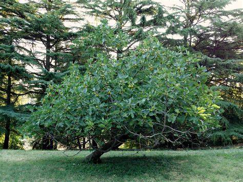 Albero di fico in una vigna
