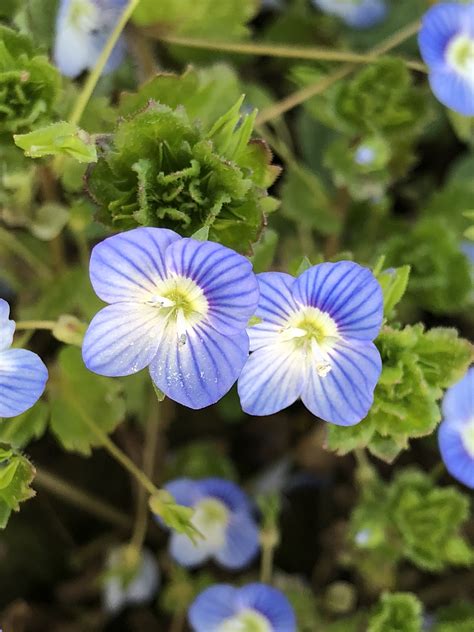 Primo piano della pianta Veronica persica con i suoi fiori azzurri